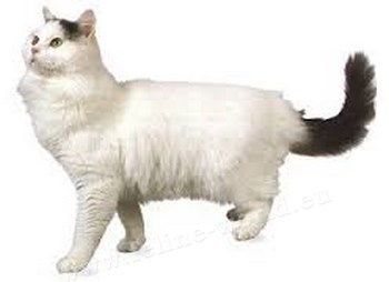 Turkish_Van_6 (RACE)